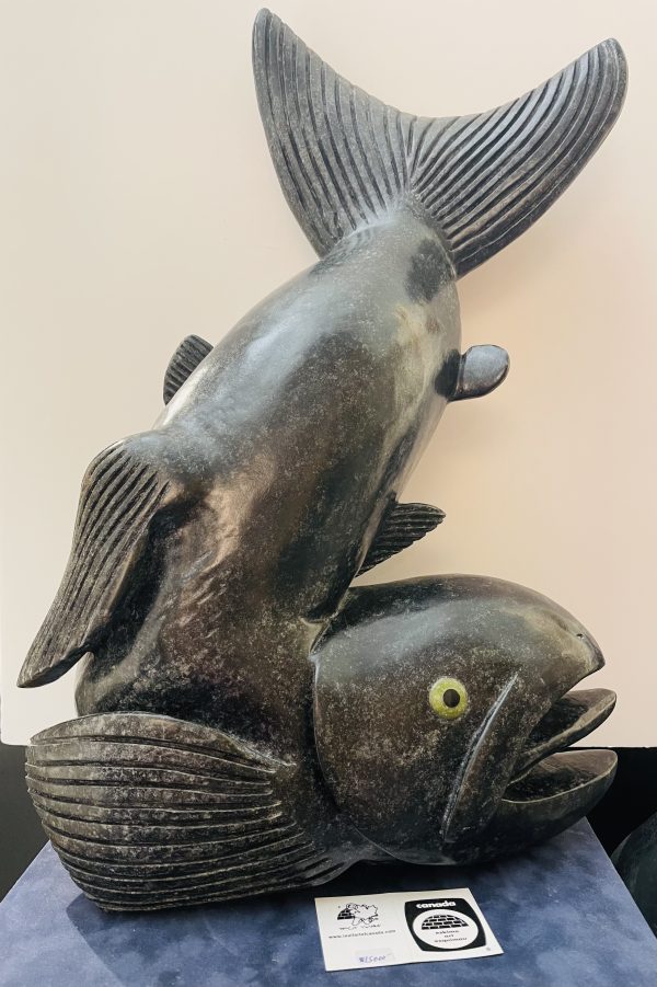 Fish_ Toonoo Sharky